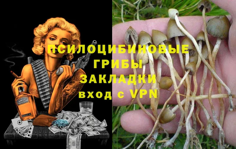 Псилоцибиновые грибы Psilocybe  blacksprut как зайти  Венёв 